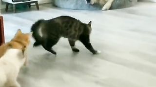 Funny Cat Viral Video 70