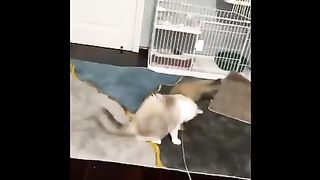 Trending Cat Videos | Try Not To Laugh Funny Cat Videos Compilation