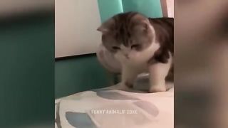cat & dog videos funny