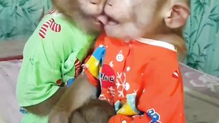 very romantic monkey