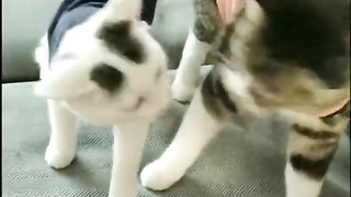 Funny Cats Viral Video 3