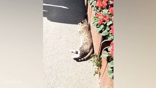 Funny CATS will always make you laugh