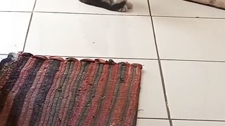 Little cat 4