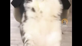 collection of funny cat videos paragoy part 1#fyp