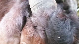 Goats Looking