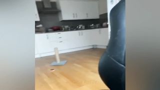 FUNNY CATS and DOGS & other ANIMALS New Funniest Animals part 5