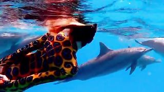 elki palki delfin