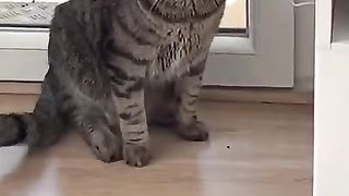 MON CHAT PARLE ! ????????????