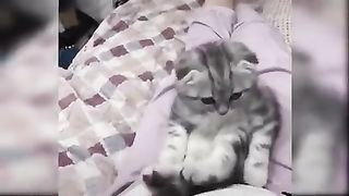 #cute cats #cute baby #Amazing cats #viral cats