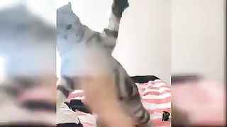 #Baby cats #viral videos #funny videos #funny animals