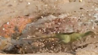 Katak Zaman Dinosaurus