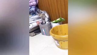 funny compilasion cat dog