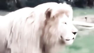 #funnytiktok #lion #funny #funnyvideos #funnymoments #shakira