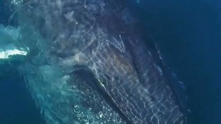 Blue whale world..