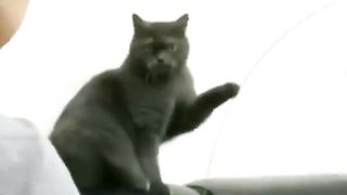 Funny Cats Viral Video 4
