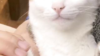 Funny cat videos. #funnycats