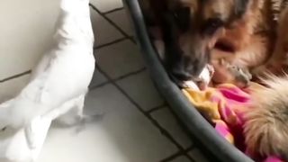 Funny and Cute Parrots Videos Compilation