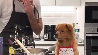 Dog funny 18