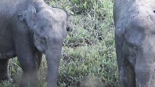 Elephant 4