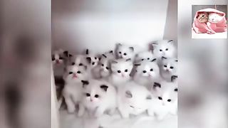Cute cats ???? all cute cats