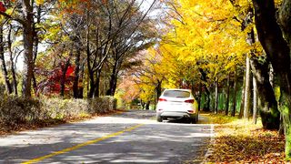 fall_road