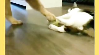 Funny Cat Viral Video 71