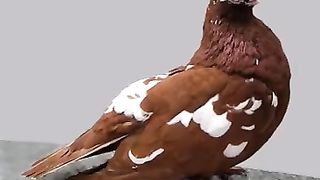 Top 5 Fancy Pegion