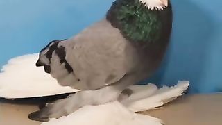 Top 5 Fancy Pegion 3