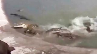 cruel nature