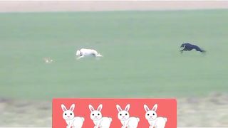 Animal 42