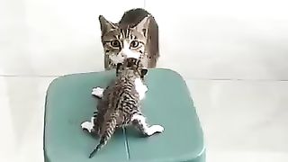 It's so Cute, cat carries its kittens back home
