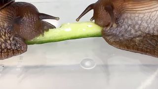 African gaints snails eating