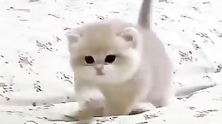 Cats Doing Cat Things????