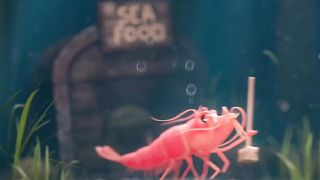 Sweeper shrimp