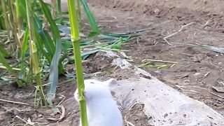Rabbits eats...like a woww