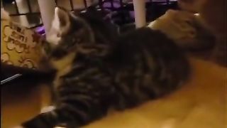 sleepy kitten