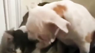 Funny Cat Viral Video 72