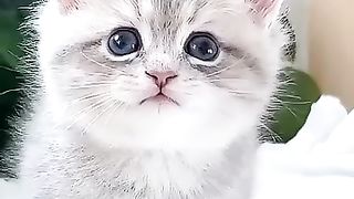 YOU LAUGH YOU LOSE! Funny Moments Of Cats Videos Compilation - Funny Cats Life
