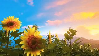 F VIDEO ESTETIKA PEMANDANGAN ALAM