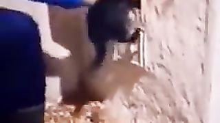 Baby Cats Cute and Funny Cat Videos English Compilation