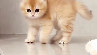 Funny Cats Viral Video 5
