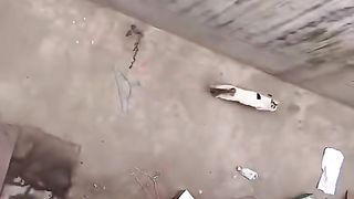 Funny Cat Viral Video 74
