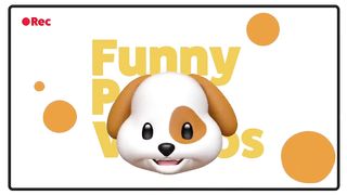 Funny Adorable Foxes | Funny Pet Videos