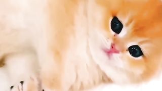 Cute baby kitnes❤️