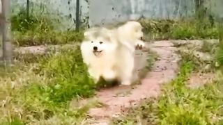 Anjing lucu yang sedang bermain ????