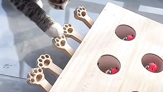 Funny Cat Viral Video 75