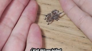 Araignée du soir.....