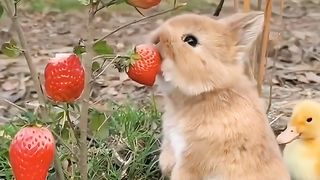 Cute rabbit ???? 2