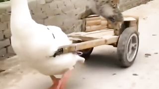 Soang yang sedang bermain bersama kucing
