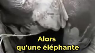 Éléphant mon ami